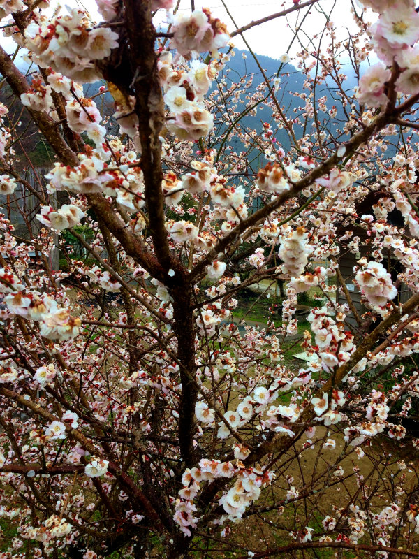 高知県安芸郡 Fastpacking in Noneyama 野根山街道 Day.2 2014/03/17-18_b0220886_2335101.jpg