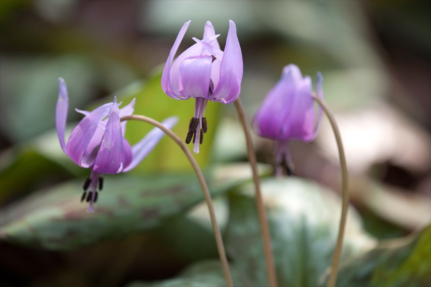 カタクリの花_e0305388_16325925.jpg