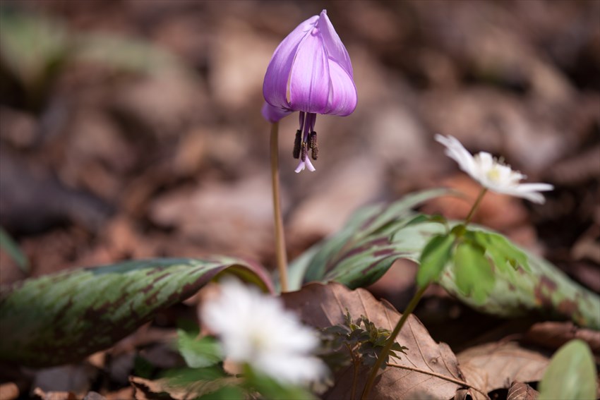 カタクリの花_e0305388_16332286.jpg