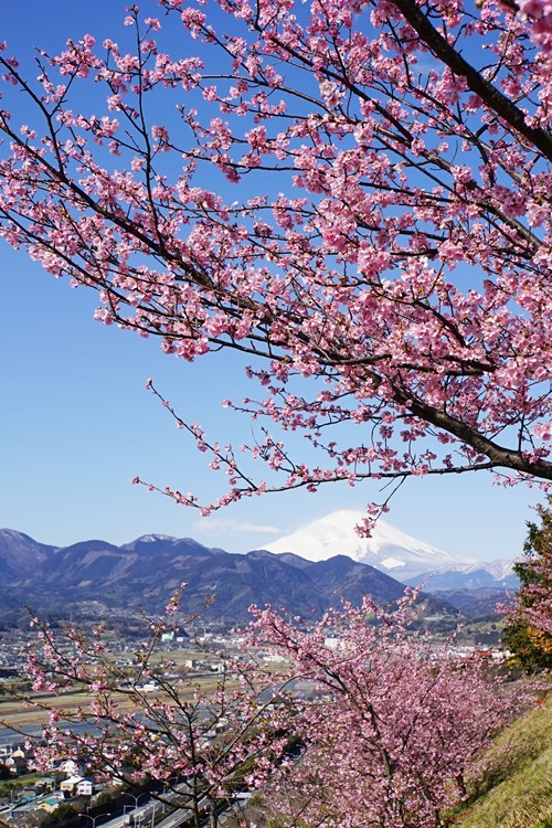 松田山 河津桜と菜の花の競演 まつだ桜まつり14 エーデルワイスブログ 松田山 河津桜と菜の花の競演 まつだ桜まつり14 エーデルワイスブログ