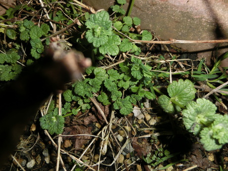 a0203003_20142519.jpg