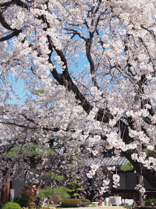 香嵐渓のカタクリ ＆ 香積院の枝垂れ桜　2014_e0075403_19532461.jpg