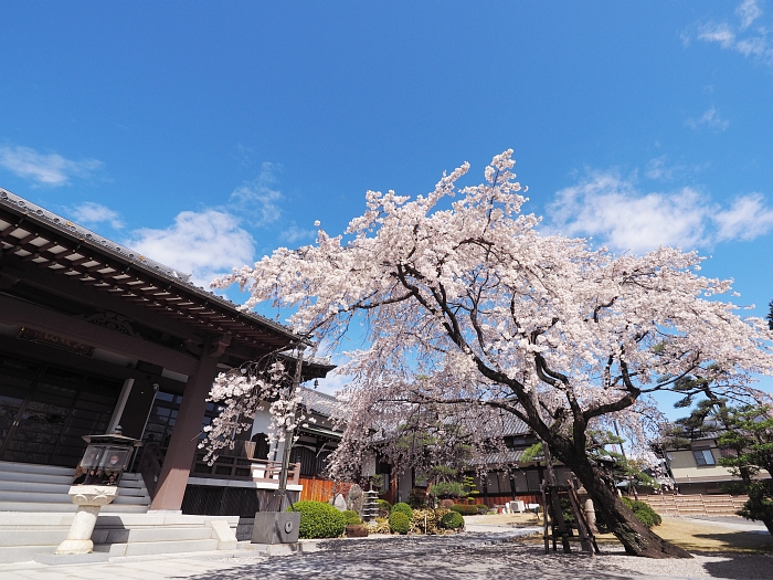 香嵐渓のカタクリ ＆ 香積院の枝垂れ桜　2014_e0075403_1953299.jpg