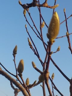 b0028109_1746519.jpg