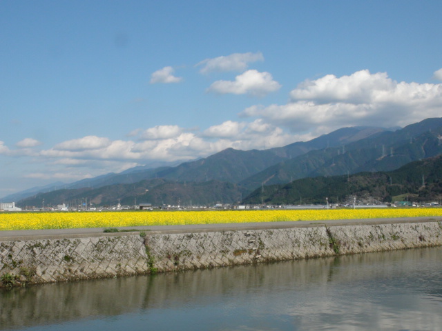 西条市橘 地区農面道路近くの緑肥用菜花の畑です。_f0231709_1894016.jpg