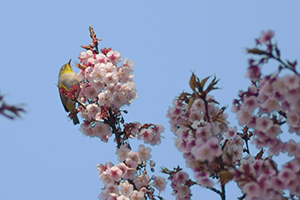 桜が咲き始めました。_c0232512_16113582.jpg