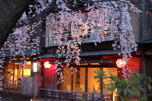 14桜始まる3 祇園白川_e0048413_21453322.jpg