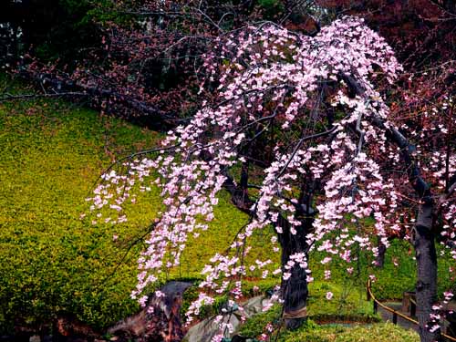 小石川後楽園の桜　（３月２７日）_a0023315_19563727.jpg