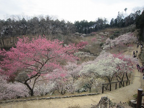 吉野梅郷　梅の公園へ。_b0157216_064824.jpg