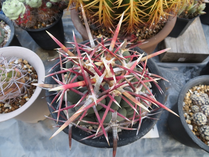 ROUKA | テロカクタス '紅鷹' #サボテン #cactus | Instagram
