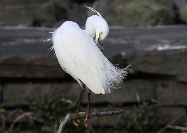 水元のカワセミ・野鳥_a0272917_23241885.jpg