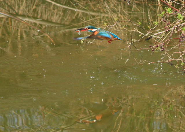 水元のカワセミ・野鳥_a0272917_2325267.jpg