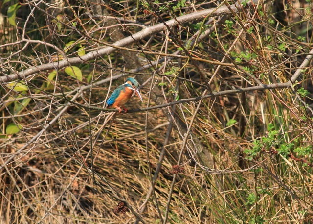 水元のカワセミ・野鳥_a0272917_23254617.jpg