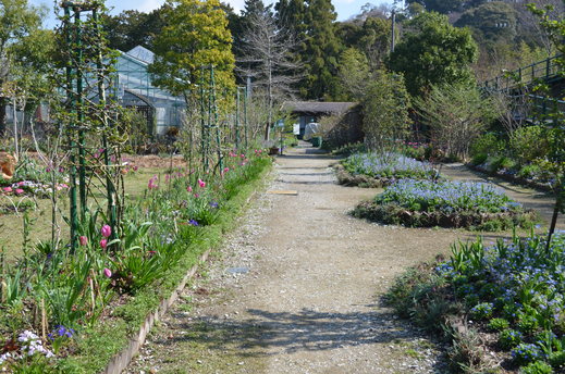 春のお花見ごろになってきました♪_e0135518_178648.jpg