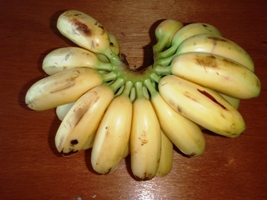 バナナの味くらべ:新種?_a0043520_21403617.jpg