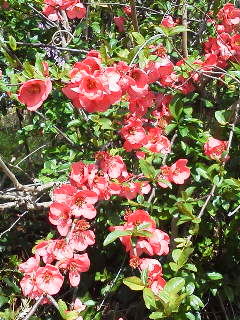 ぼけの花も満開_f0036223_10243663.jpg