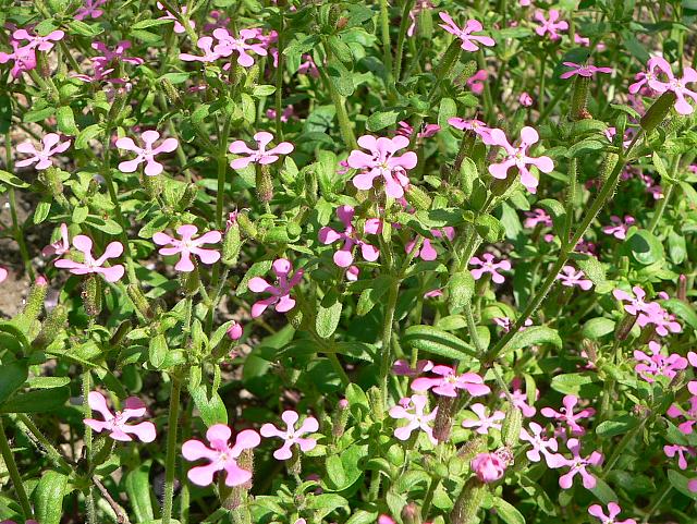 姫サボン草 ヒメサボンソウ 花の仲間調べ 姫サボン草 ヒメサボンソウ 花の仲間調べ