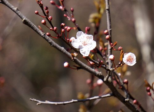 桃のお花見_e0021129_1203275.jpg