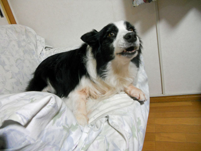 d0059230_8383936.jpg