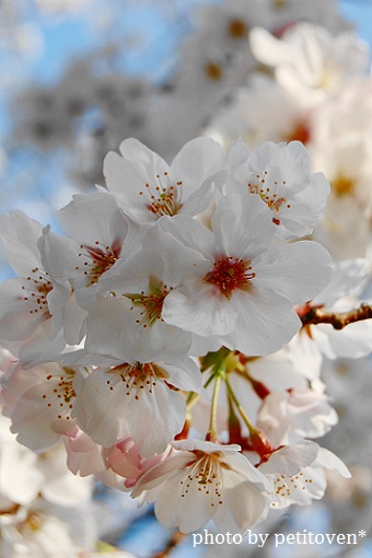 sakura sakura♪_b0110331_23271173.jpg