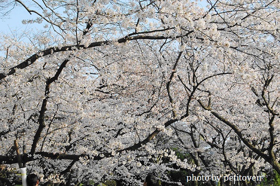 sakura sakura♪_b0110331_23272687.jpg