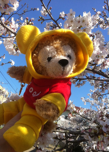 GACKTを聞きながら お花見散歩!_c0036138_15514269.jpg