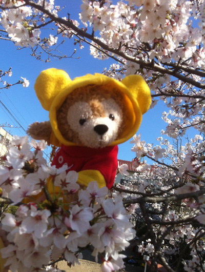 GACKTを聞きながら お花見散歩!_c0036138_15545974.jpg