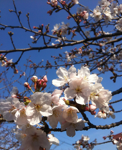 GACKTを聞きながら お花見散歩!_c0036138_15571268.jpg