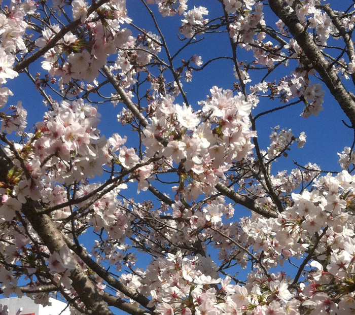 GACKTを聞きながら お花見散歩!_c0036138_160229.jpg