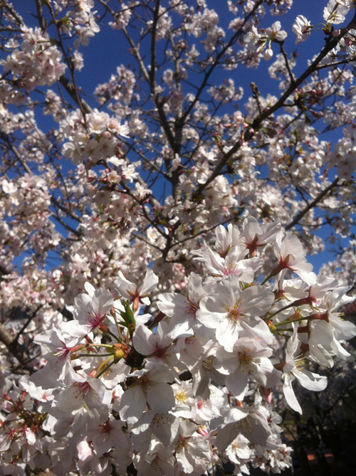 GACKTを聞きながら お花見散歩!_c0036138_1615229.jpg