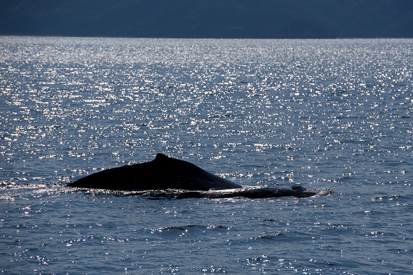 子供調査 イルカ&クジラ見つけ隊_f0062839_727100.jpg