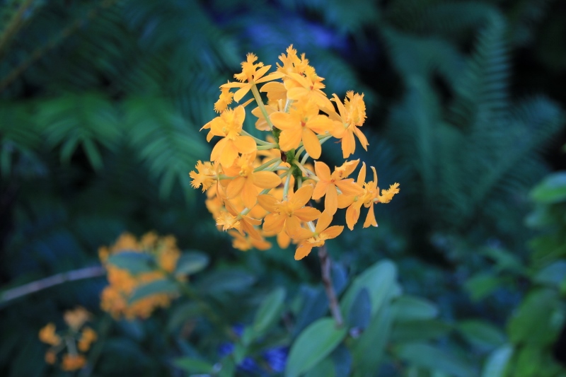 咲くやこの花館　熱帯植物　＠大阪府_f0048546_2033238.jpg