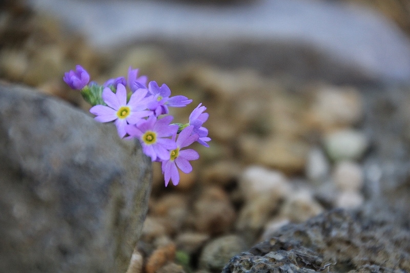 咲くやこの花館 高山植物 大阪府 963 77 咲くやこの花館 高山植物 大阪府 963 77