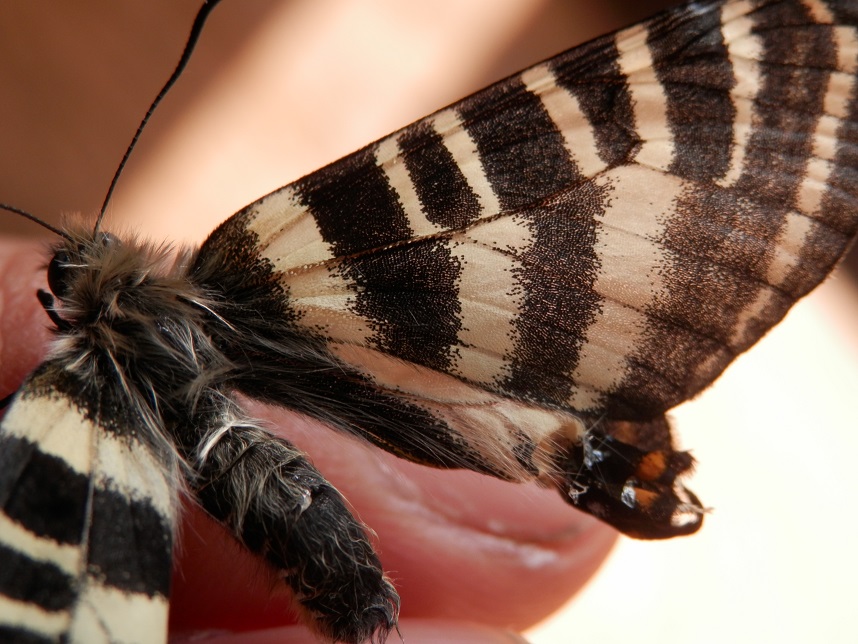 ギフチョウ ～羽化不全～ : ＢＵＴＴＥＲＦＬＹ ＢＲＩＮＧＳ ＢＥＴＴＥＲ ＬＩＦＥ