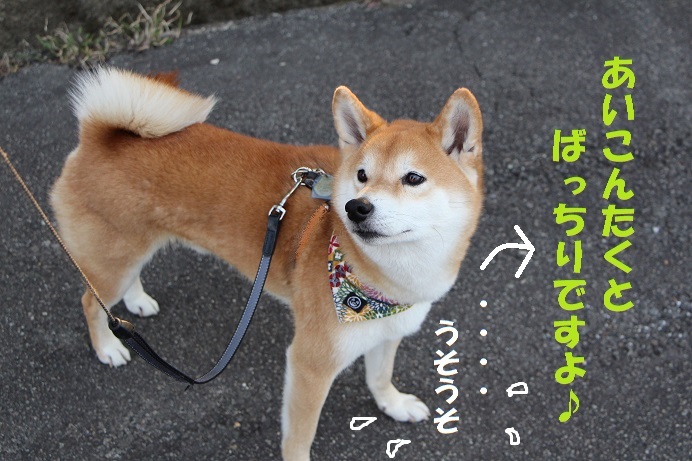 撫でられるの大好きな柴犬 オーク 熟成中 撫でられるの大好きな柴犬 オーク 熟成中