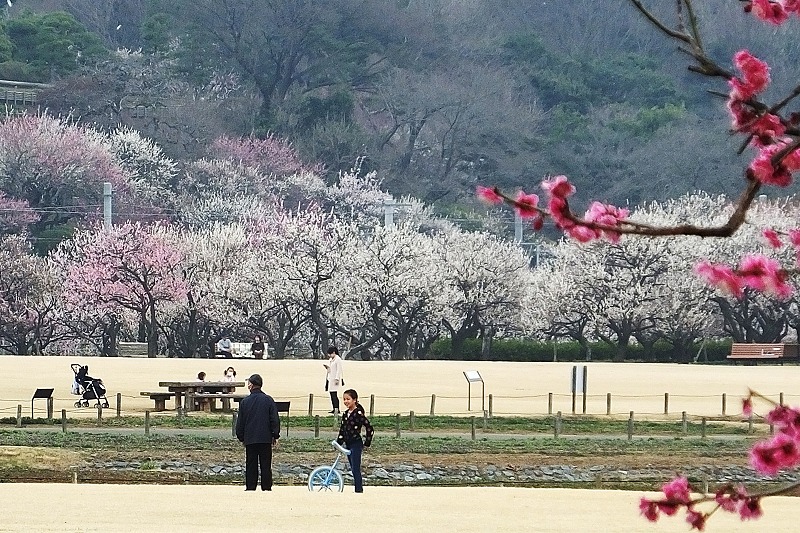 偕楽園公園の梅が華やか_b0236251_15231280.jpg