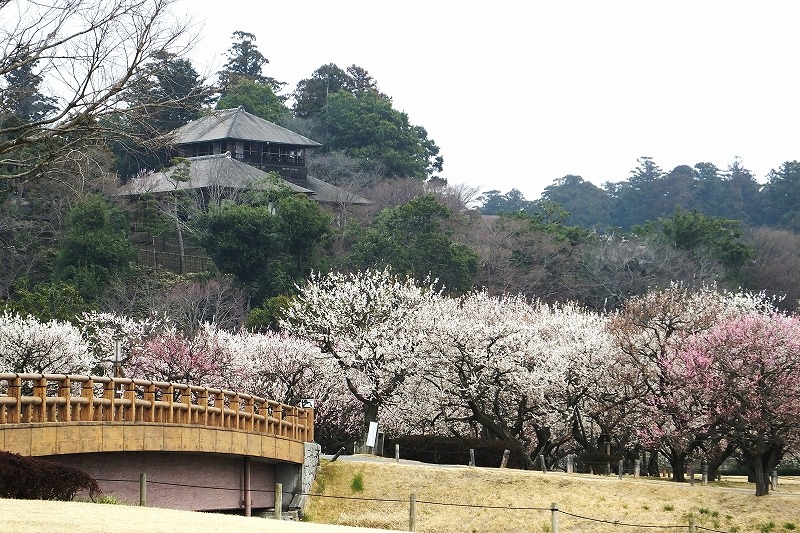 偕楽園公園の梅が華やか_b0236251_15245846.jpg