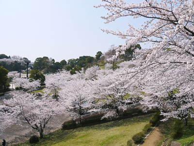 菊池神社、菊池公園の桜photoコレクション 2014_a0254656_1922693.jpg