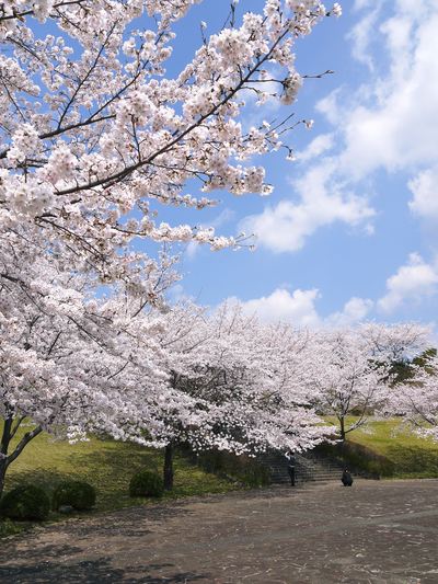菊池神社、菊池公園の桜photoコレクション 2014_a0254656_1926679.jpg