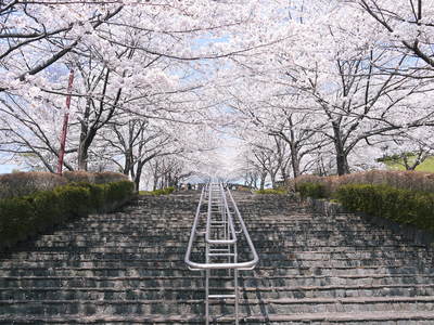 菊池神社、菊池公園の桜photoコレクション 2014_a0254656_1929388.jpg