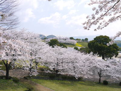 菊池神社、菊池公園の桜photoコレクション 2014_a0254656_19325287.jpg