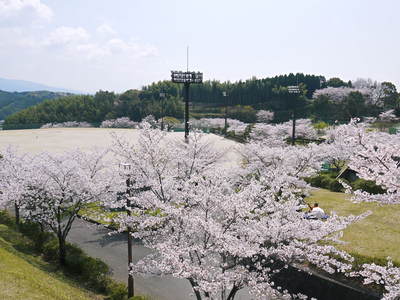 菊池神社、菊池公園の桜photoコレクション 2014_a0254656_19384326.jpg
