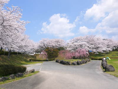 菊池神社、菊池公園の桜photoコレクション 2014_a0254656_19442477.jpg