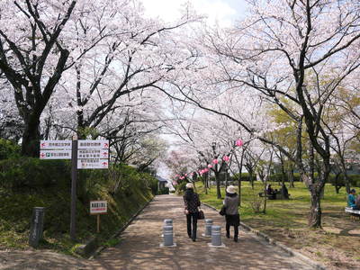 菊池神社、菊池公園の桜photoコレクション 2014_a0254656_19464315.jpg
