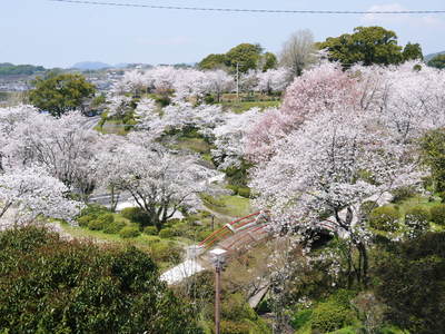 菊池神社、菊池公園の桜photoコレクション 2014_a0254656_19491612.jpg