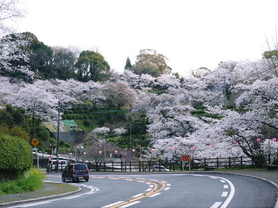 菊池神社、菊池公園の桜photoコレクション 2014_a0254656_19545861.jpg