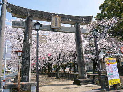 菊池神社、菊池公園の桜photoコレクション 2014_a0254656_19582039.jpg