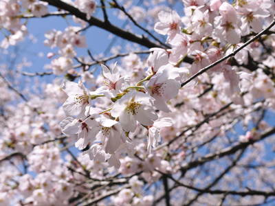 菊池神社、菊池公園の桜photoコレクション 2014_a0254656_20243361.jpg