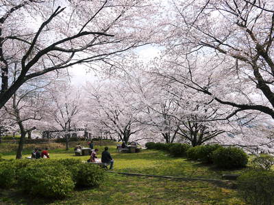菊池神社、菊池公園の桜photoコレクション 2014_a0254656_20272858.jpg