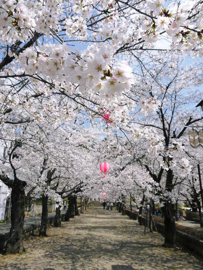菊池神社、菊池公園の桜photoコレクション 2014_a0254656_2055754.jpg